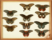 Wallace Collection Butterfly Specimens #14 Photograph by Science Photo Library
