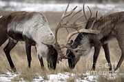 Woodland Caribou #15 Photograph by Mark Newman