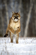 Cougar #16 Photograph by Linda Freshwaters Arndt