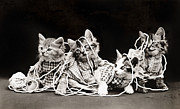 Frees Kittens, C1914 #16 Photograph by Granger Frees Kittens, C1914 #16 Photograph by Granger