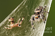 Regal Jumping Spider #16 Photograph by Scott Linstead Regal Jumping Spider #16 Photograph by Scott Linstead