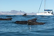 Short-finned Pilot Whales #17 Photograph by Science Photo Library