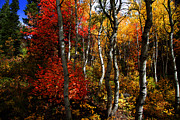 Rocky Mountain Fall #179 Photograph by Mark Smith