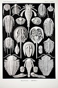 1899 Haeckel Aspidonia Trilobite Artwork Photograph by Science Photo Library