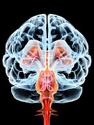 Brain #19 Photograph by Science Photo Library
