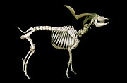 19th Century Goat Skeleton Photograph by Science Photo Library