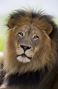 African Lion Male #2 Photograph by San Diego Zoo