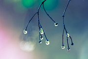 After Rain #2 Photograph by Jakub Sisak