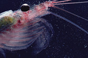 Antarctic Krill Antarctica #2 Photograph by Flip Nicklin Antarctic Krill Antarctica #2 Photograph by Flip Nicklin