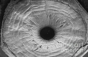 Anterior Surface Of Iris, Sem #2 Photograph by Ralph C. Eagle, Jr.