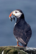 Atlantic Puffin #2 Photograph by Science Photo Library