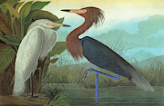 Audubon Egret #2 Painting by Granger