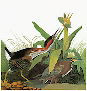 Audubon Heron #2 Painting by Granger