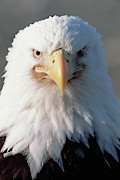 Bald Eagle Portrait Alaska Photograph by Yva Momatiuk John Eastcott
