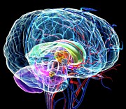 Brain Anatomy #2 Photograph by Science Photo Library