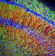 Brain Cells #2 Photograph by Science Photo Library