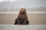 Brown Bear #2 Photograph by Science Photo Library