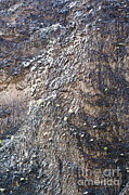 Columnar Basalt In The Grand Canyon #2 Photograph by William H. Mullins