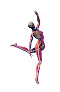 Dancer's Skeleton #2 Photograph by Science Photo Library