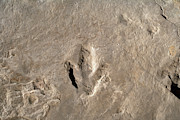 Dinosaur Track (eubrontes) #2 Photograph by Science Photo Library