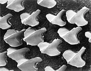Dogfish (shark) Skin With Denticles #2 Photograph by Science Photo Library
