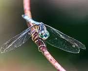 Dragonfly #4 Photograph by Bob Kinnison
