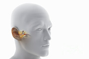 Ear Anatomy #9 Photograph by Science Picture Co