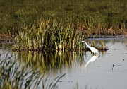 Egret #2 Photograph by Steven Ralser