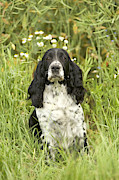 English Springer Spaniel #2 Photograph by Jean-Michel Labat