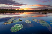 Everglades at Sunset #1 Photograph by Debra and Dave Vanderlaan Everglades at Sunset #1 Photograph by Debra and Dave Vanderlaan