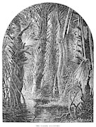 Florida Swamp #2 Painting by Granger