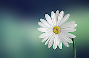 Flower #2 Photograph by Bess Hamiti