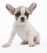 French Bulldog Puppy #2 Photograph by Jean-Michel Labat
