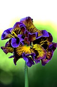 Frilly Pansy Photograph by Joy Watson Frilly Pansy Photograph by Joy Watson