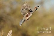 Gambels Quail #2 Photograph by Scott Linstead