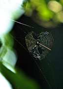 Garden Valentine #2 Photograph by Rebecca Sherman