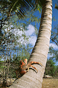 Giant Robber Or Coconut Crab #2 Photograph by M. Watson