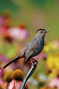 Gray Catbird (dumetella Carolinensis #2 Photograph by Richard and Susan Day