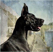 Great Dane Photograph by Fran J Scott Great Dane Photograph by Fran J Scott