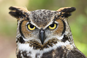 Great Horned Owl #4 Photograph by Jill Lang