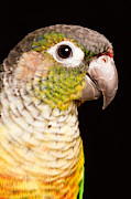 Green-cheeked Conure Pyrrhura Molinae #2 Photograph by David Kenny Green-cheeked Conure Pyrrhura Molinae #2 Photograph by David Kenny