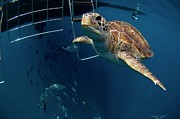 Green Turtle Swimming #2 Photograph by Science Photo Library