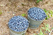 Harvested Blueberries #2 Photograph by Science Photo Library