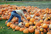 Harvested Pumpkins #2 Photograph by Science Photo Library
