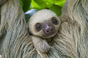 Hoffmanns Two-toed Sloth And Old Baby #2 Photograph by Suzi Eszterhas Hoffmanns Two-toed Sloth And Old Baby #2 Photograph by Suzi Eszterhas
