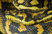 Jungle Carpet Python #2 Photograph by Millard H. Sharp Jungle Carpet Python #2 Photograph by Millard H. Sharp