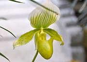 Lady Slipper #2 Photograph by Sue Morris