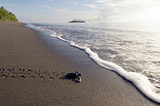 Leatherback Turtle Hatchling #2 Photograph by Science Photo Library