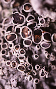 Lichens #2 Photograph by Paul Whitten
