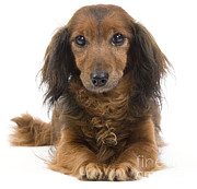 Long-haired Dachshund #3 Photograph by Jean-Michel Labat